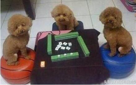 学会5个真人麻将必胜技巧，从此打真人麻将赢到停不下来