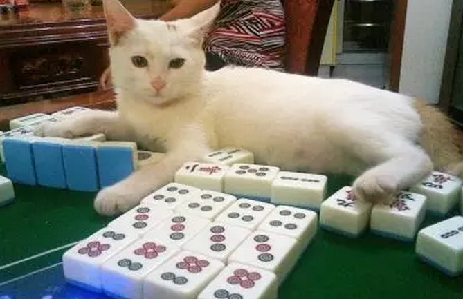 龙港真人麻将谨记五个禁忌